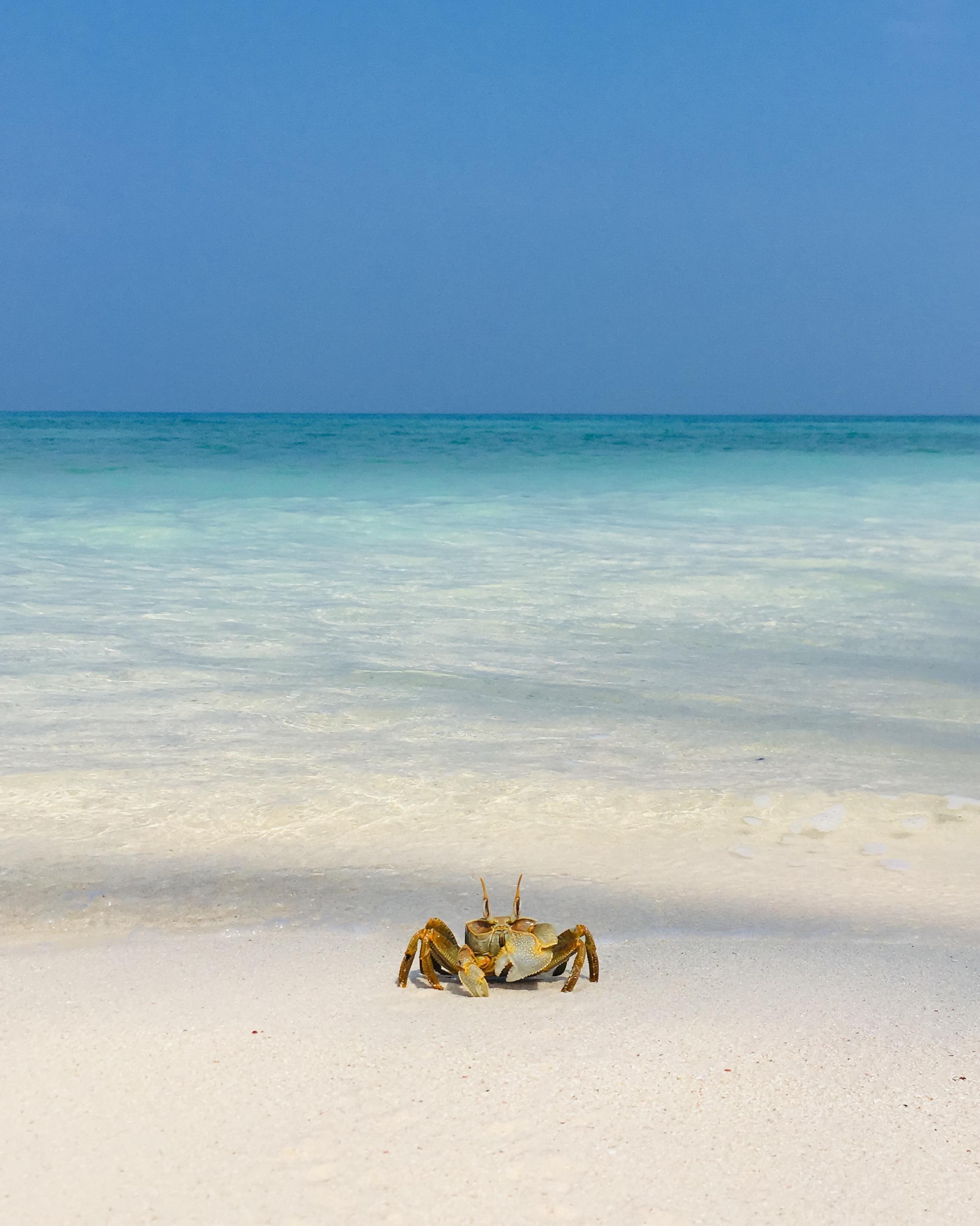 A Yoga and dive retreat in Lakshadweep.  image